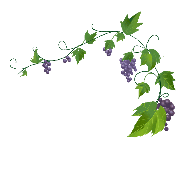 葡萄藤上的葡萄水果绿色 gif图素材