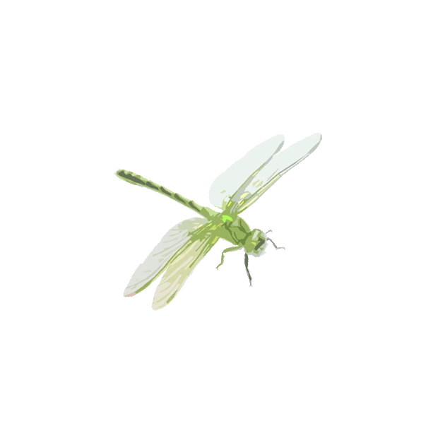 昆虫蜻蜓绿色gif图素材