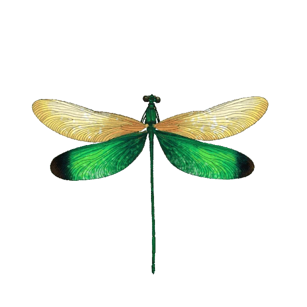 写实昆虫蜻蜓绿色gif图素材