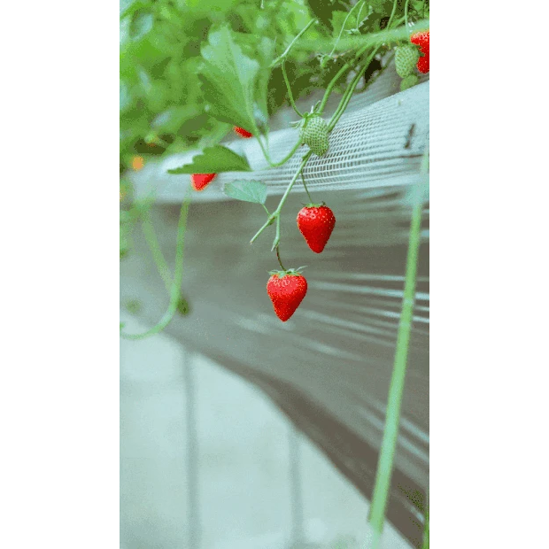 清新文艺草莓实景竖版视频背景彩色gif图素材