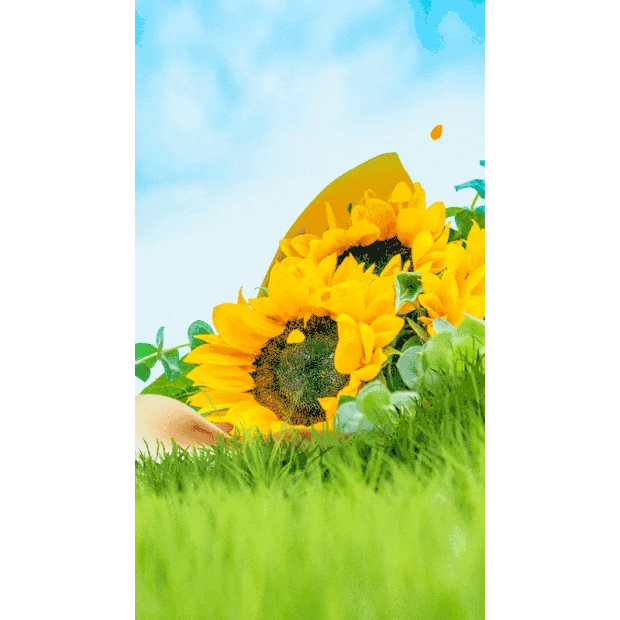 花朵向日葵花植物蓝天白云花瓣实景竖版视频背景海报gif图素材