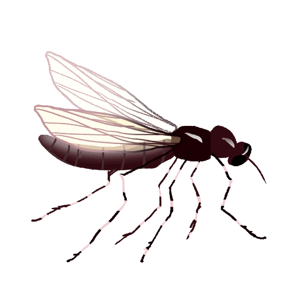 夏天昆虫蚊子写实gif图素材