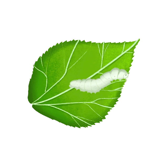 昆虫蚕宝宝虫子啃吃桑树叶子绿色gif图素材