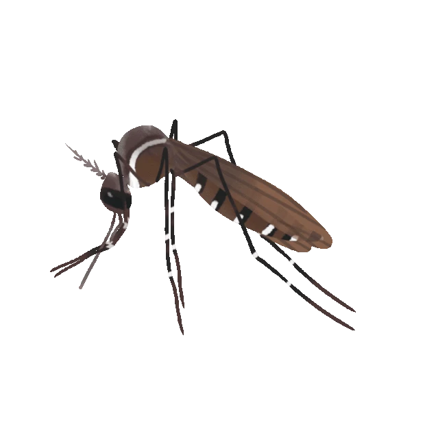 大蚊子黑色夏天昆虫gif图素材