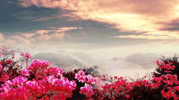 大气映山红花朵花视频背景gif图素材