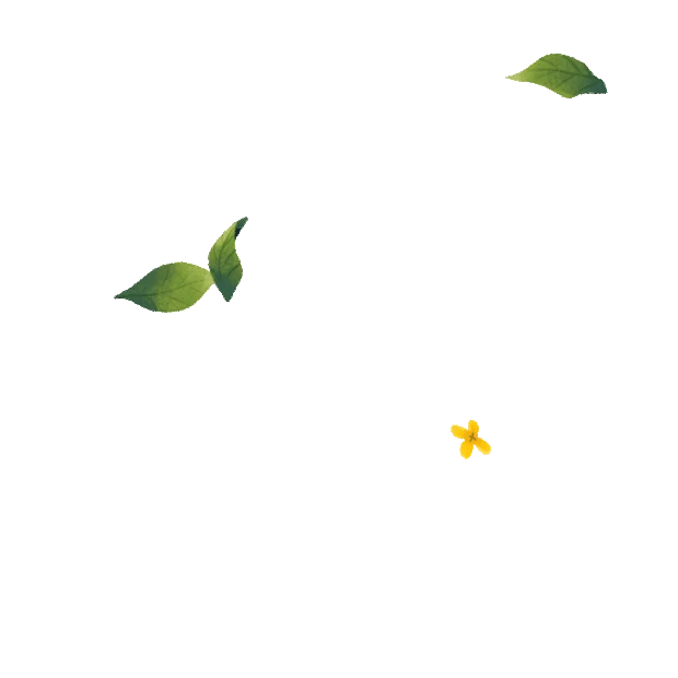桂花花瓣叶子落下漂浮gif图素材