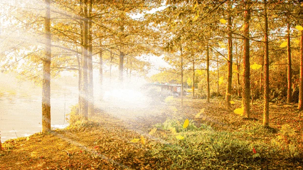 秋天树林阳光风景实景视频背景gif图素材