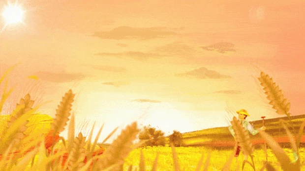 秋天稻田黄色丰收夕阳视频背景gif图素材