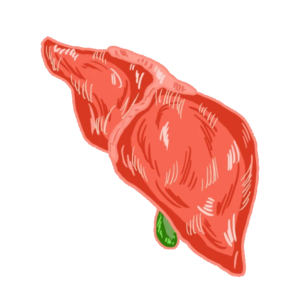 人体器官肝胆红色gif图素材