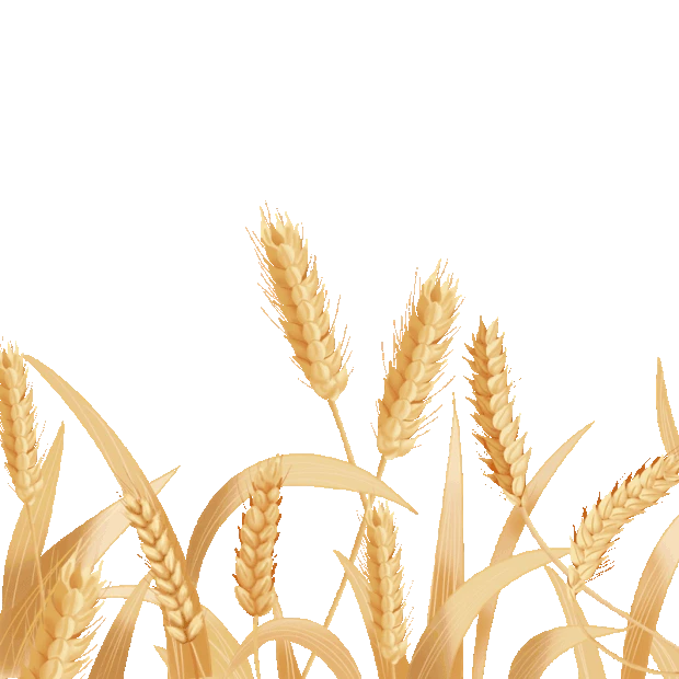 秋天秋季庄稼谷物粮食小麦麦穗丰收金色gif图素材