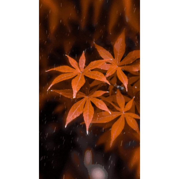 秋天枫叶红了唯美彩色实景竖版视频背景海报gif图素材