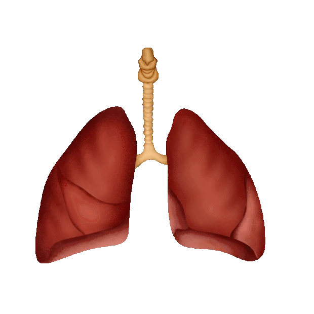医疗人体组织器官肺脏例图绘图肺结构说明gif图素材