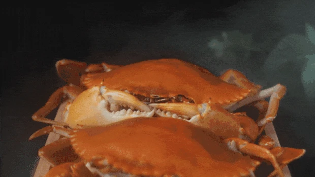 4k肥美的金黄色螃蟹肉蟹美食gif图片背景写实   实拍gif图素材