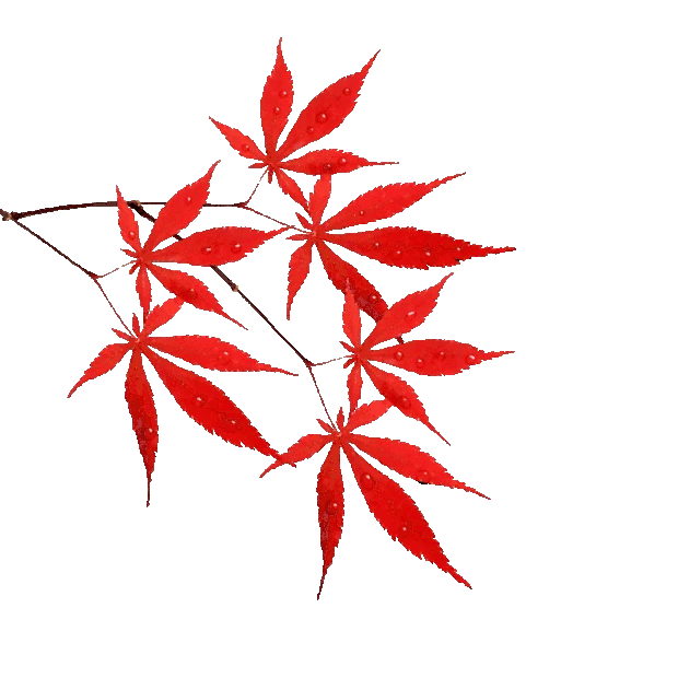 寒露节气二十四节气红枫枫叶秋天gif图素材
