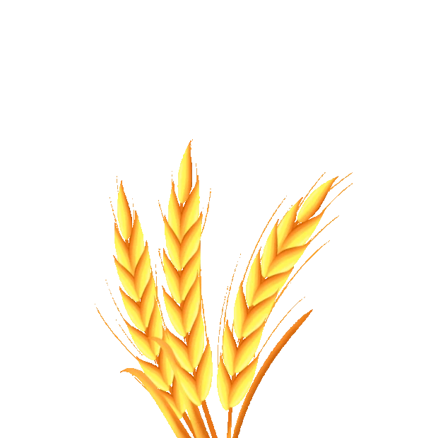 秋天丰收农业小麦麦穗gif图素材