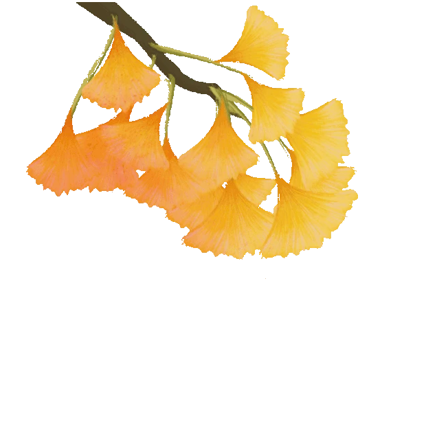 秋天植物银杏树金秋叶子树叶gif图素材