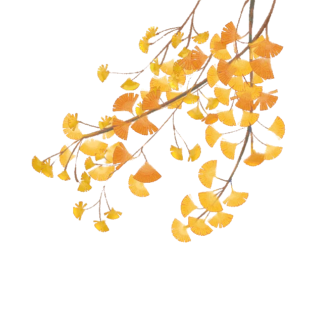 秋天植物银杏树落叶gif图素材