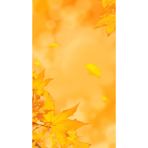 秋天秋季金秋树叶落叶黄色竖版视频背景海报gif图素材
