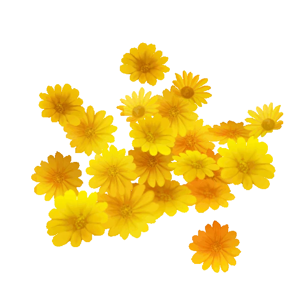 花朵花雏菊黄色gif图素材