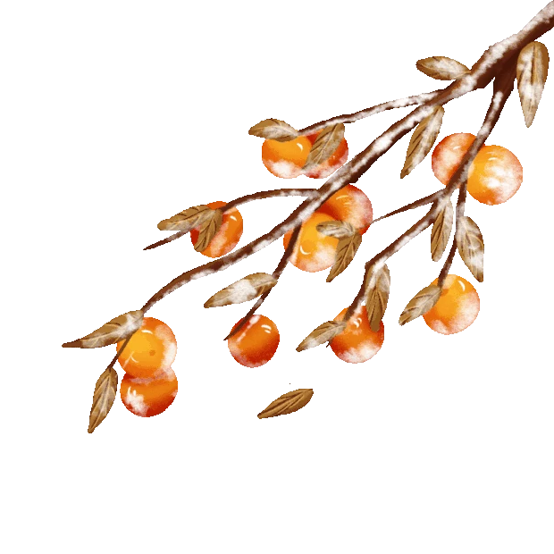 霜降节气冬季柿子树枝落叶gif图素材