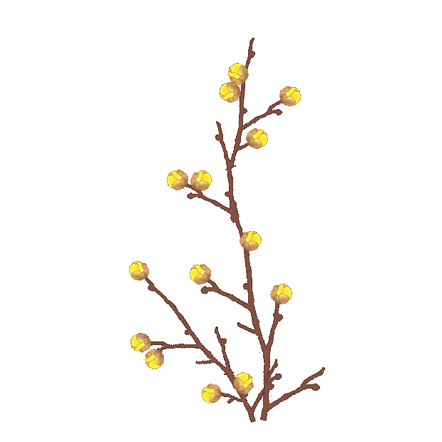 植物树木冬季黄色腊梅花枝中国风古风gif图素材