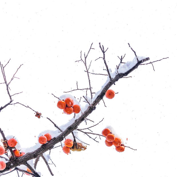 柿子树下雪雪景冬天冬季雪花雪积雪gif图素材