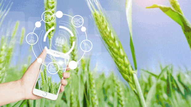 科技UI图标现代化数据化农业麦穗智慧农业视频背景gif图素材