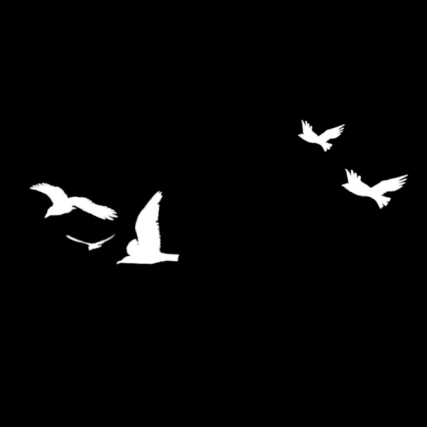 鸽子和平鸽飞鸟鸟白色gif图素材