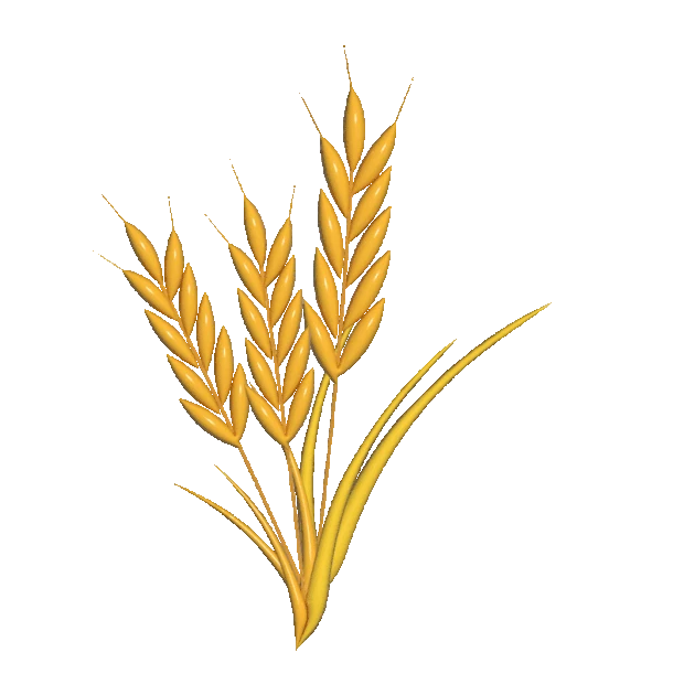 小满麦穗稻谷果实二十四节气植物金色gif图素材