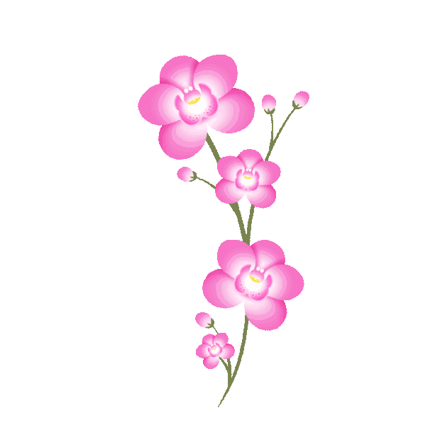 春季春天弥散风粉色兰花花朵植物设计图弥散风gif图素材